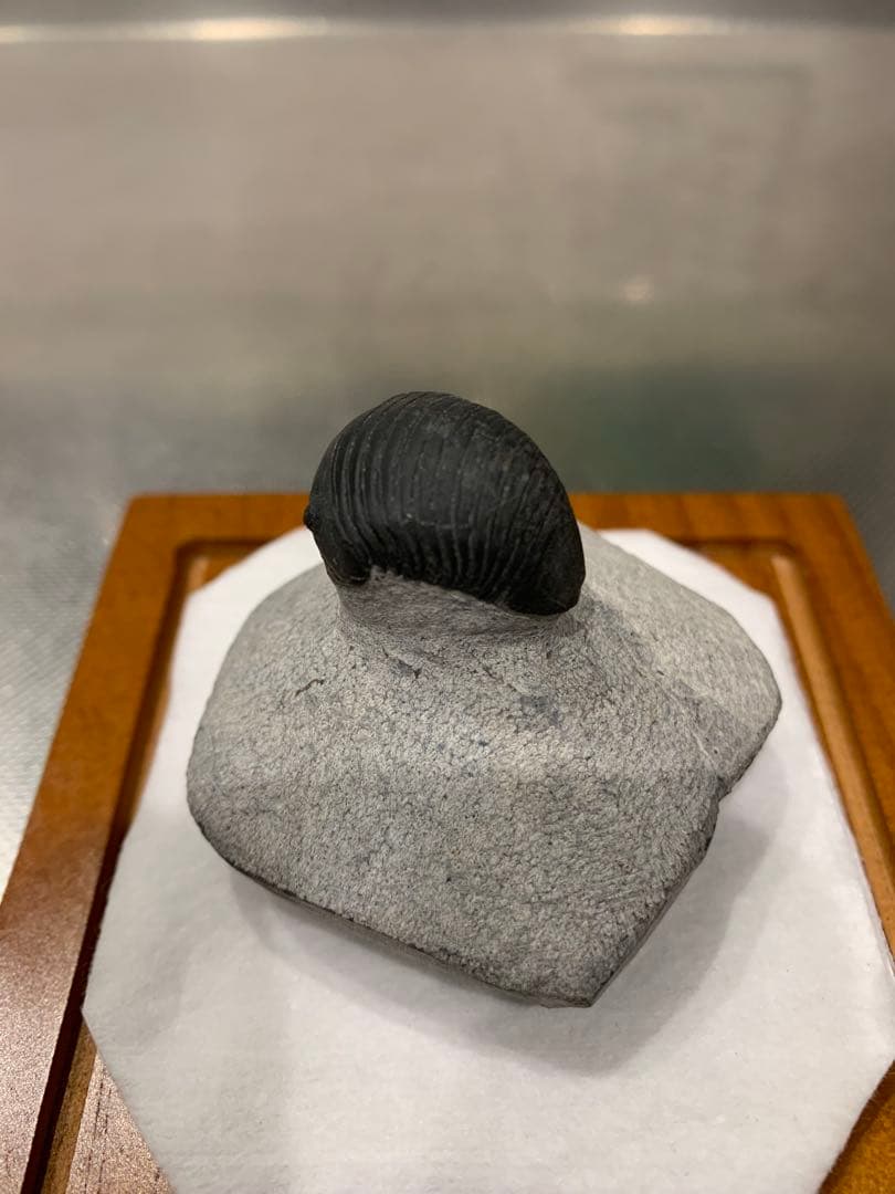 ひろやん　三葉虫Parahomalonotus planus