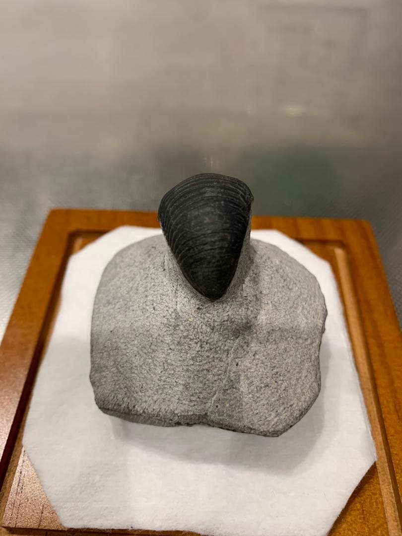 ひろやん　三葉虫Parahomalonotus planus