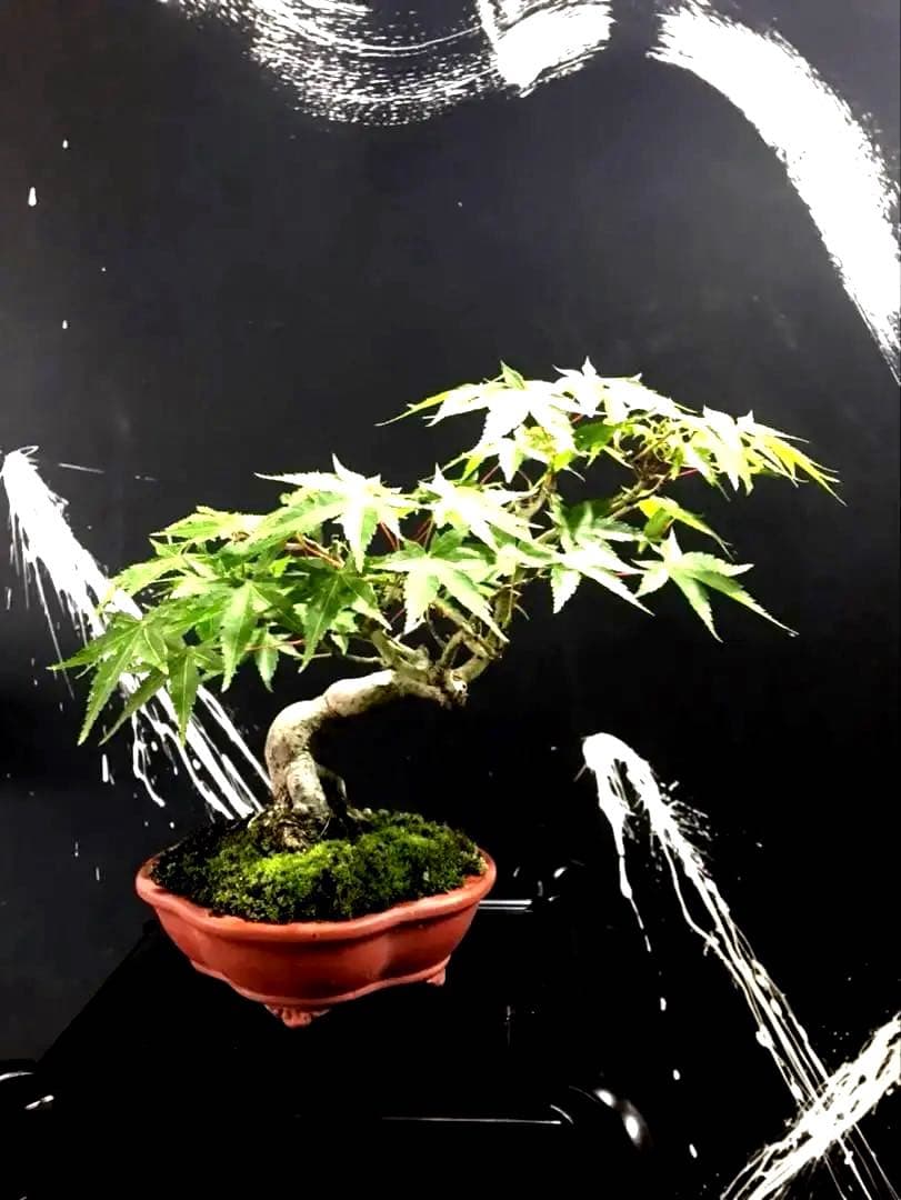 山紅葉盆栽