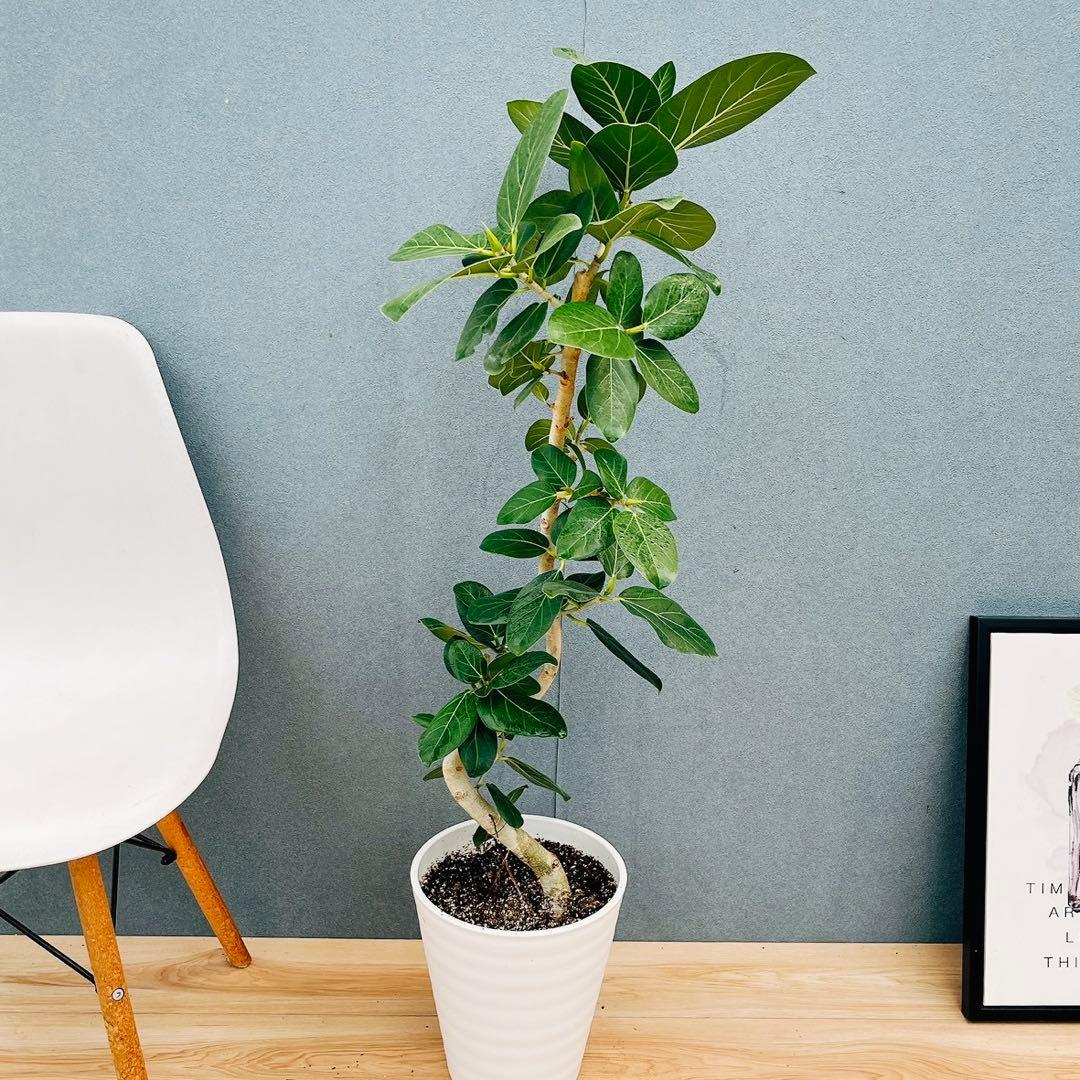 ［現品］97番　フィカス　ベンガレンシス　曲がり 8号　観葉植物　室内　大型