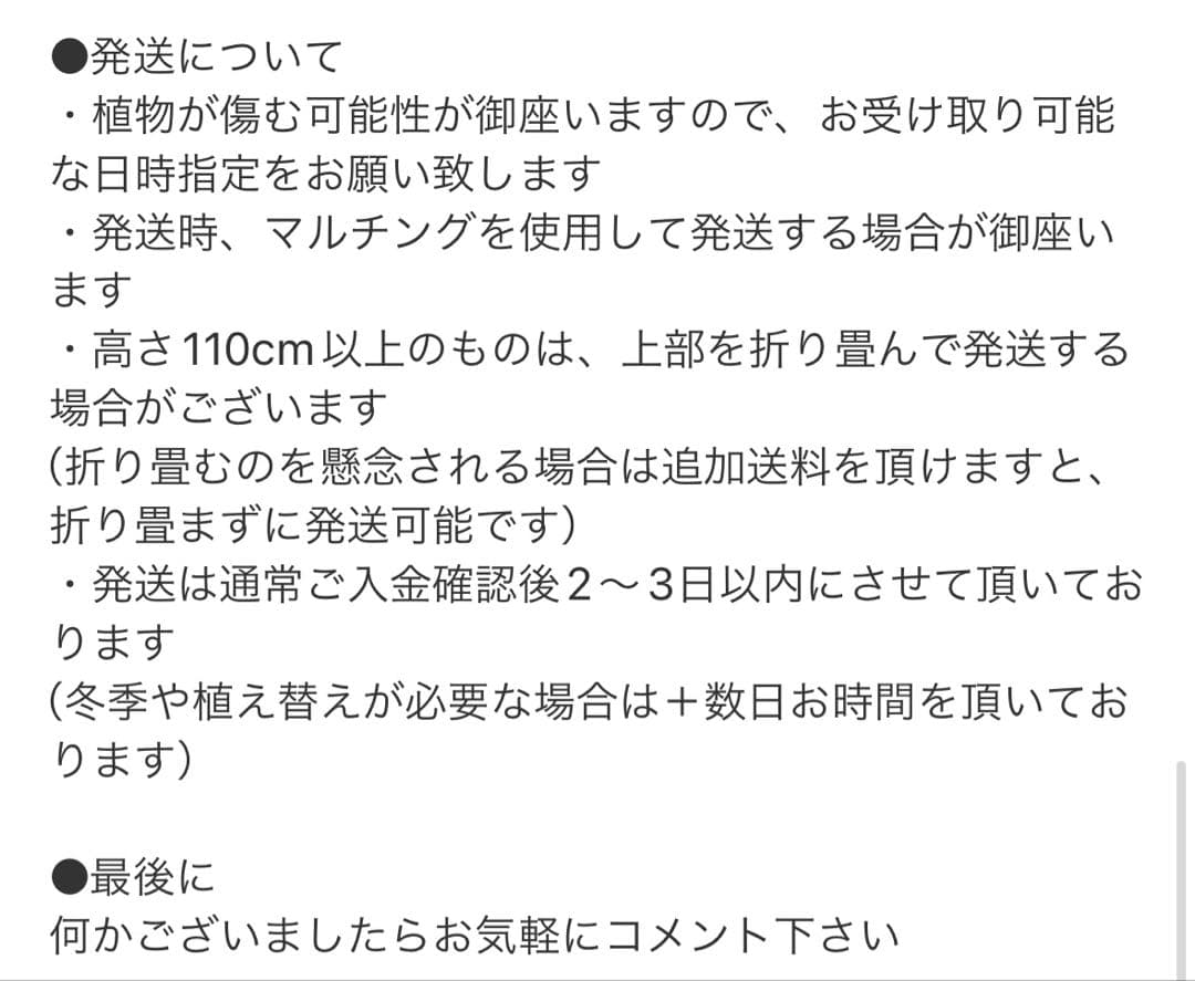 ［現品］97番　フィカス　ベンガレンシス　曲がり 8号　観葉植物　室内　大型