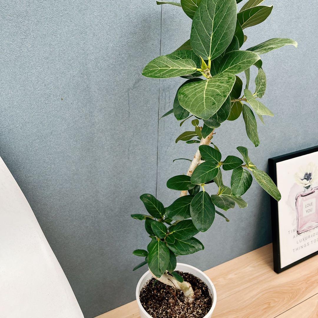 ［現品］97番　フィカス　ベンガレンシス　曲がり 8号　観葉植物　室内　大型