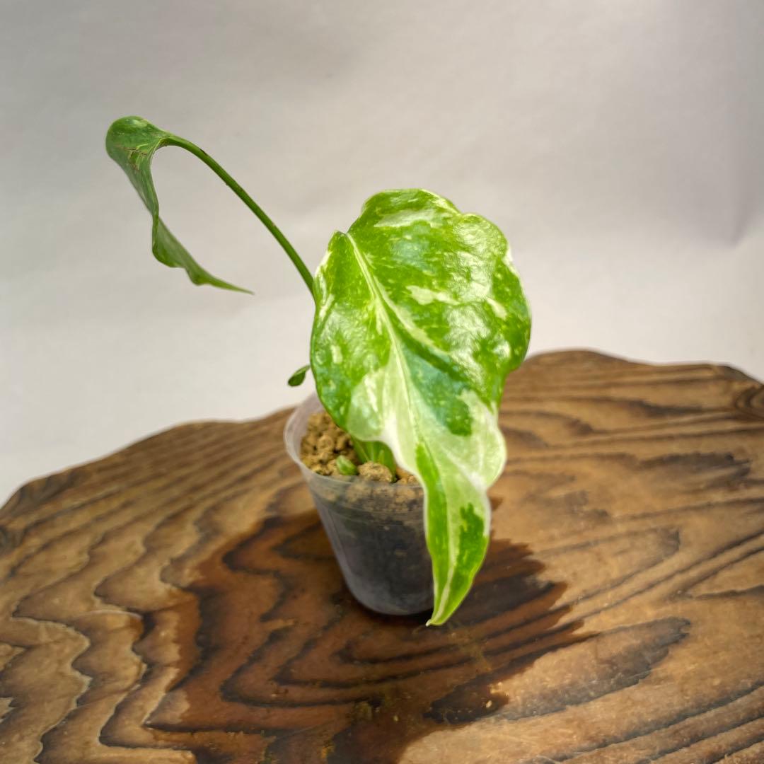 S*L様 a 38品種保証　【希少】モンステラ・エレクトロライト 美株 斑入り