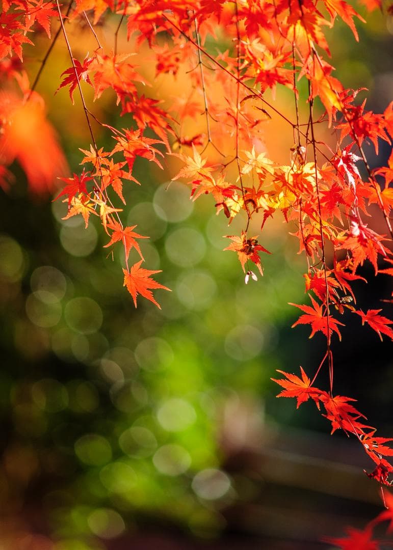 Nikon D700 – シャッター回数 25,312回