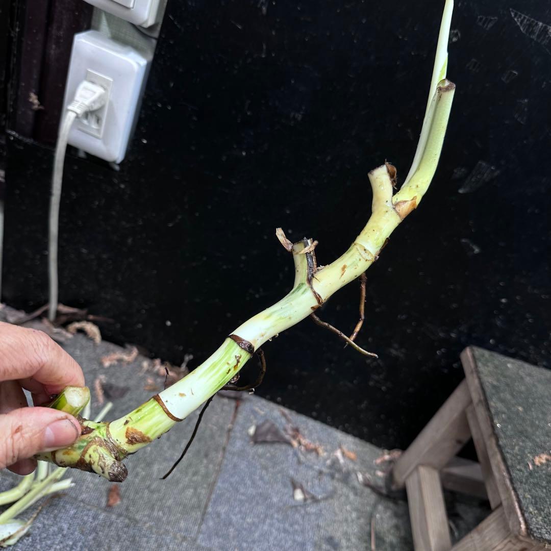 H*I様 斑入りモンステラホワイトタイガー茎4株おまとめ