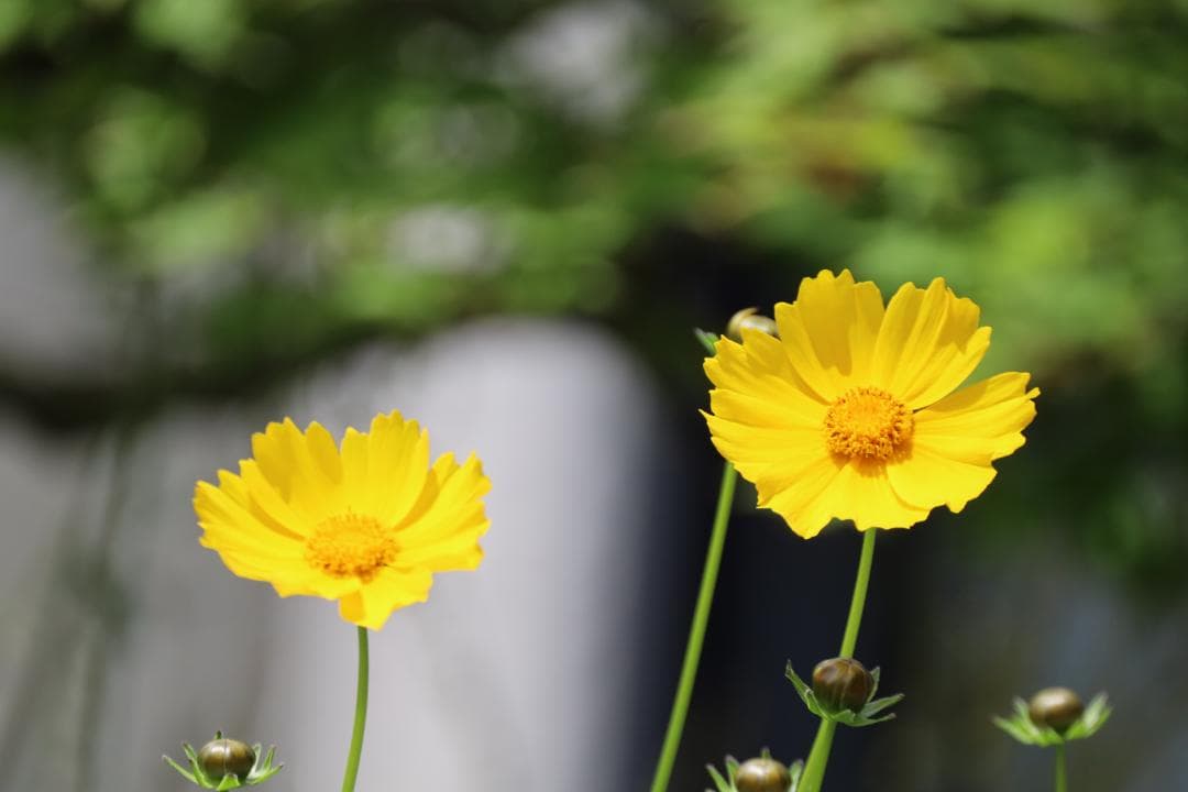 デジタルカメラ Canon RF 800mm F11 IS STM