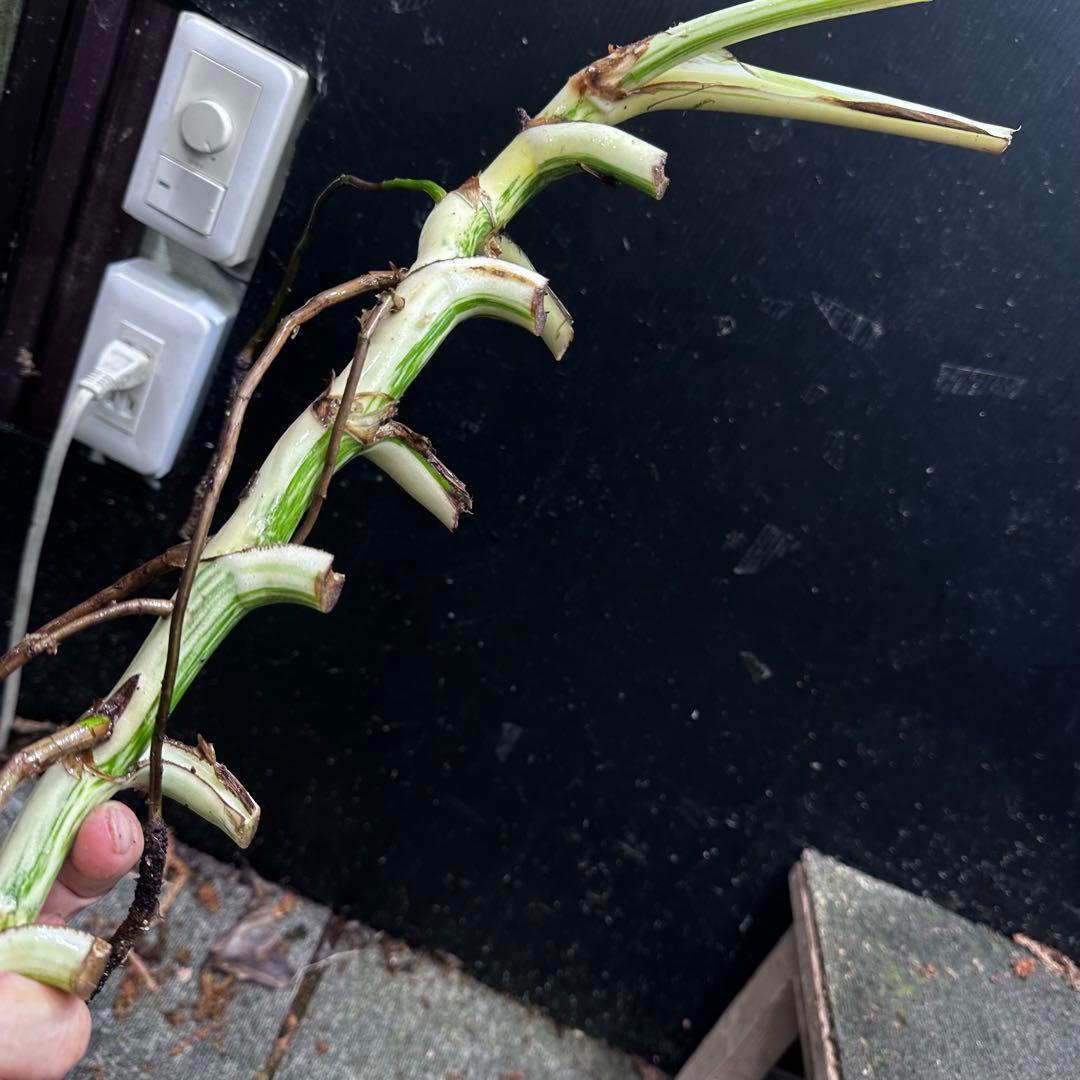 さ**様 斑入りモンステラホワイトタイガー大茎6株おまとめ