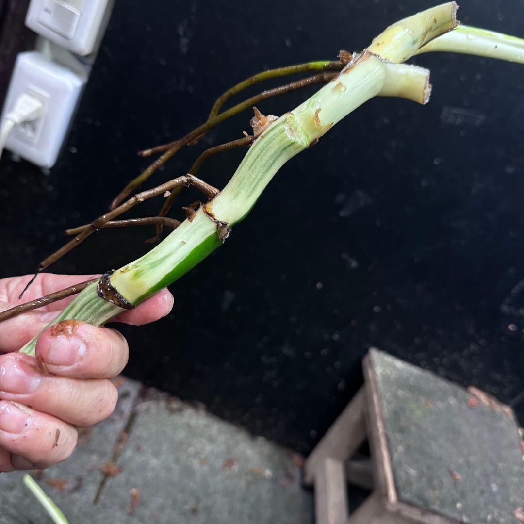 さ**様 斑入りモンステラホワイトタイガー大茎6株おまとめ