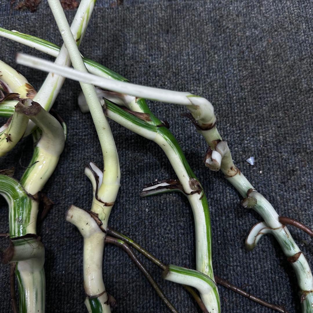 さ**様 斑入りモンステラホワイトタイガー大茎6株おまとめ