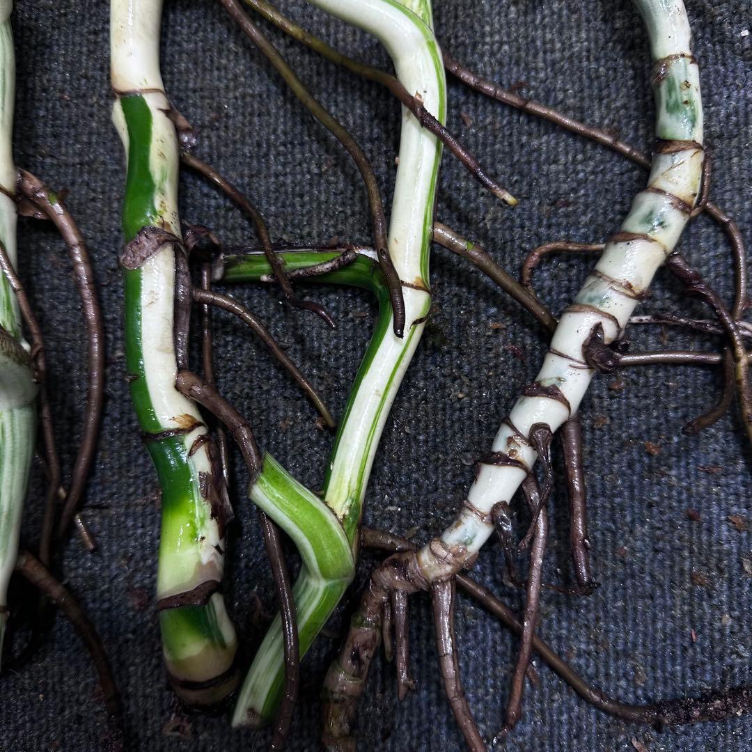 さ**様 斑入りモンステラホワイトタイガー大茎6株おまとめ