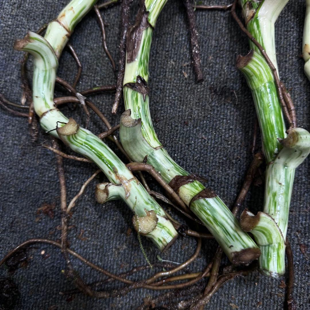 さ**様 斑入りモンステラホワイトタイガー大茎6株おまとめ