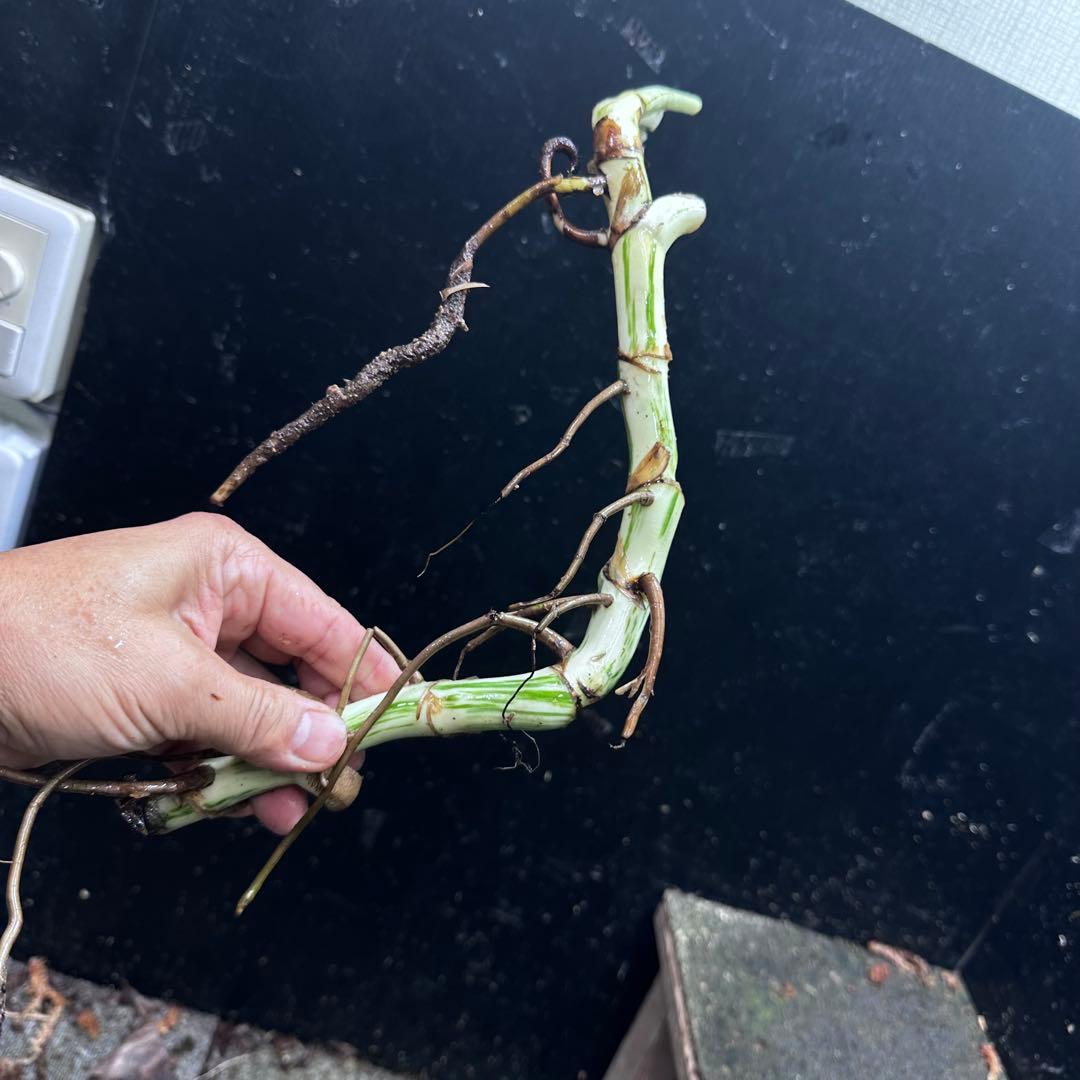 さ**様 斑入りモンステラホワイトタイガー大茎6株おまとめ