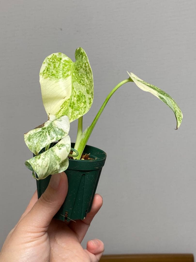 ご*ん様 【斑入り強め✨】モンステラ　デリシオーサ　レガシー　斑入り　希少　人気
