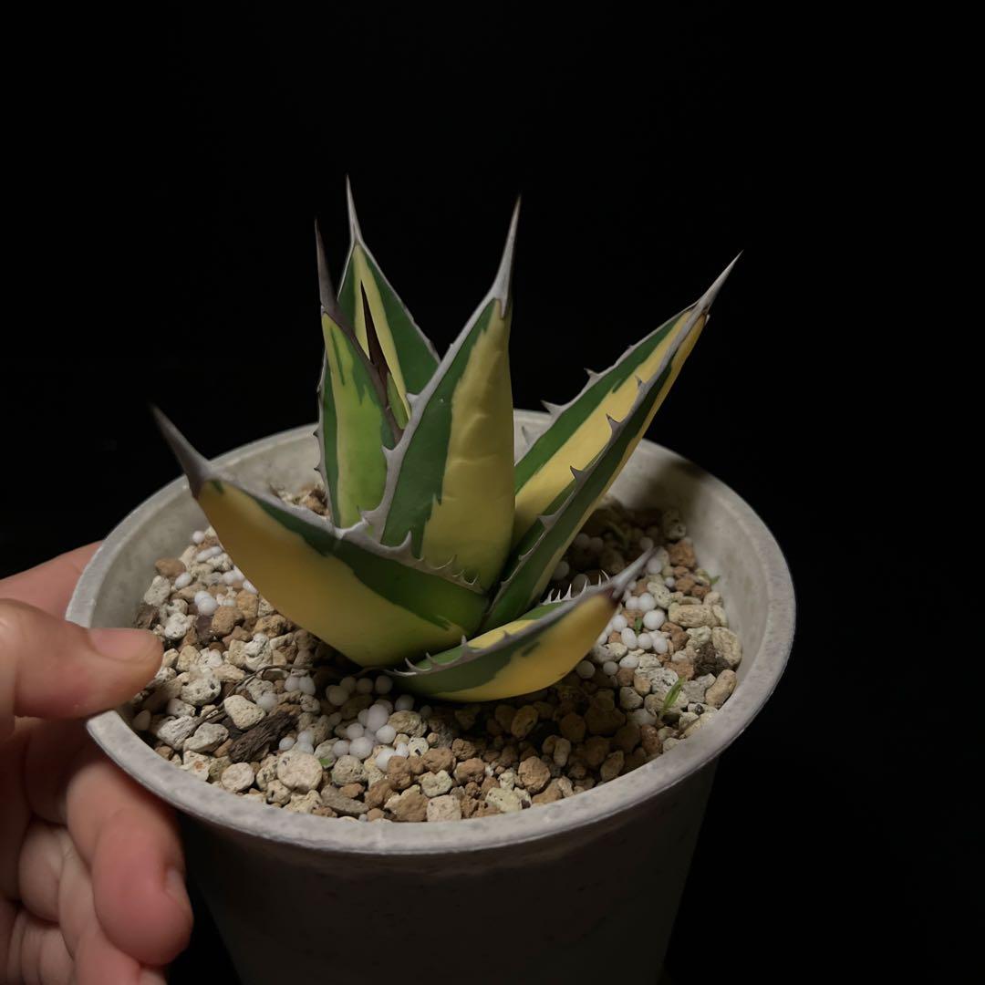 年末セールアガベパープソラム（Purpusorum）‼️26800-10000