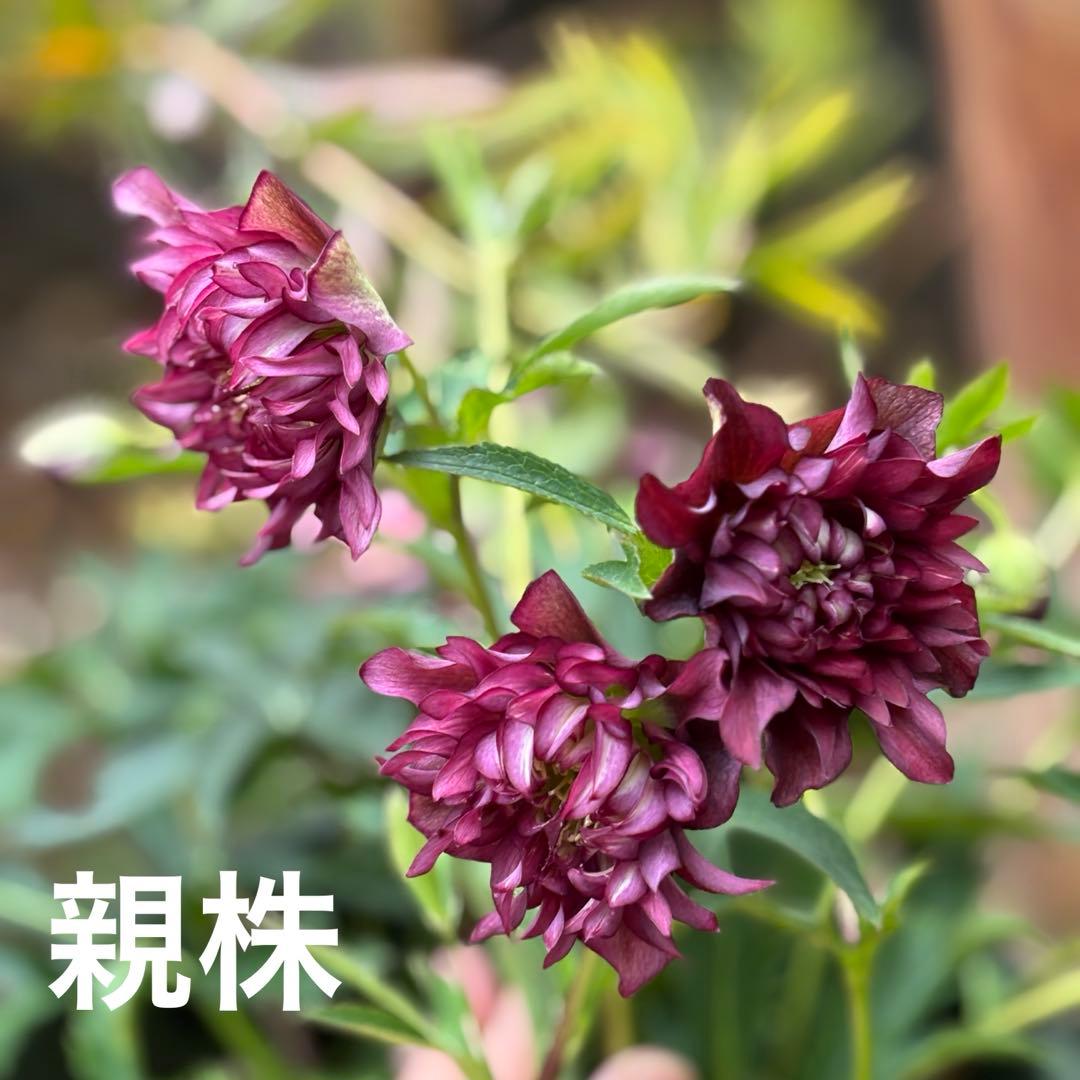 7 広瀬園芸 クリスマスローズ クレオパトラリバーシブルレッド　株分