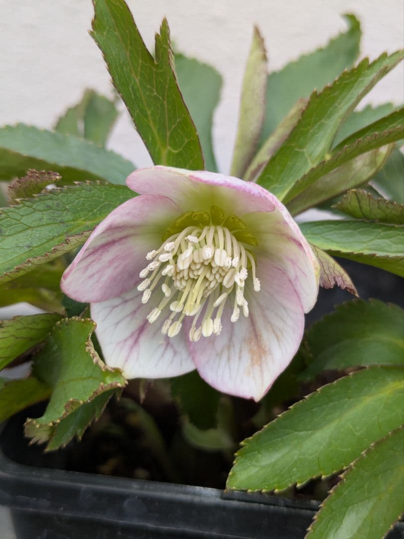 極美！ウィンターシンフォニー 小輪ピンクベイン SS ポーセリン風の質感