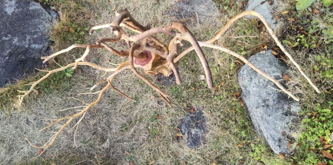 バードアスレチック　鳥用止まり木