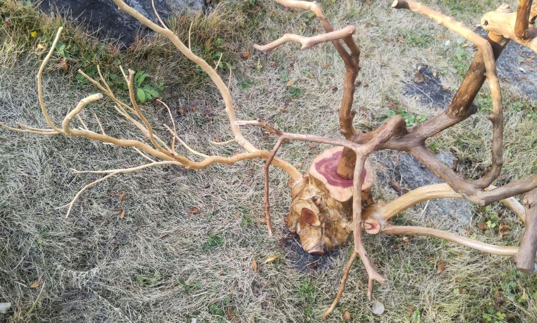 バードアスレチック　鳥用止まり木