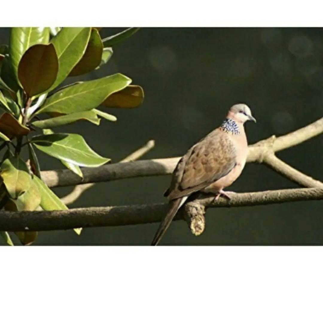 期間限定！NikonZシリーズ対応！望遠レンズ！ミラーレス対応！袋付き！白い色