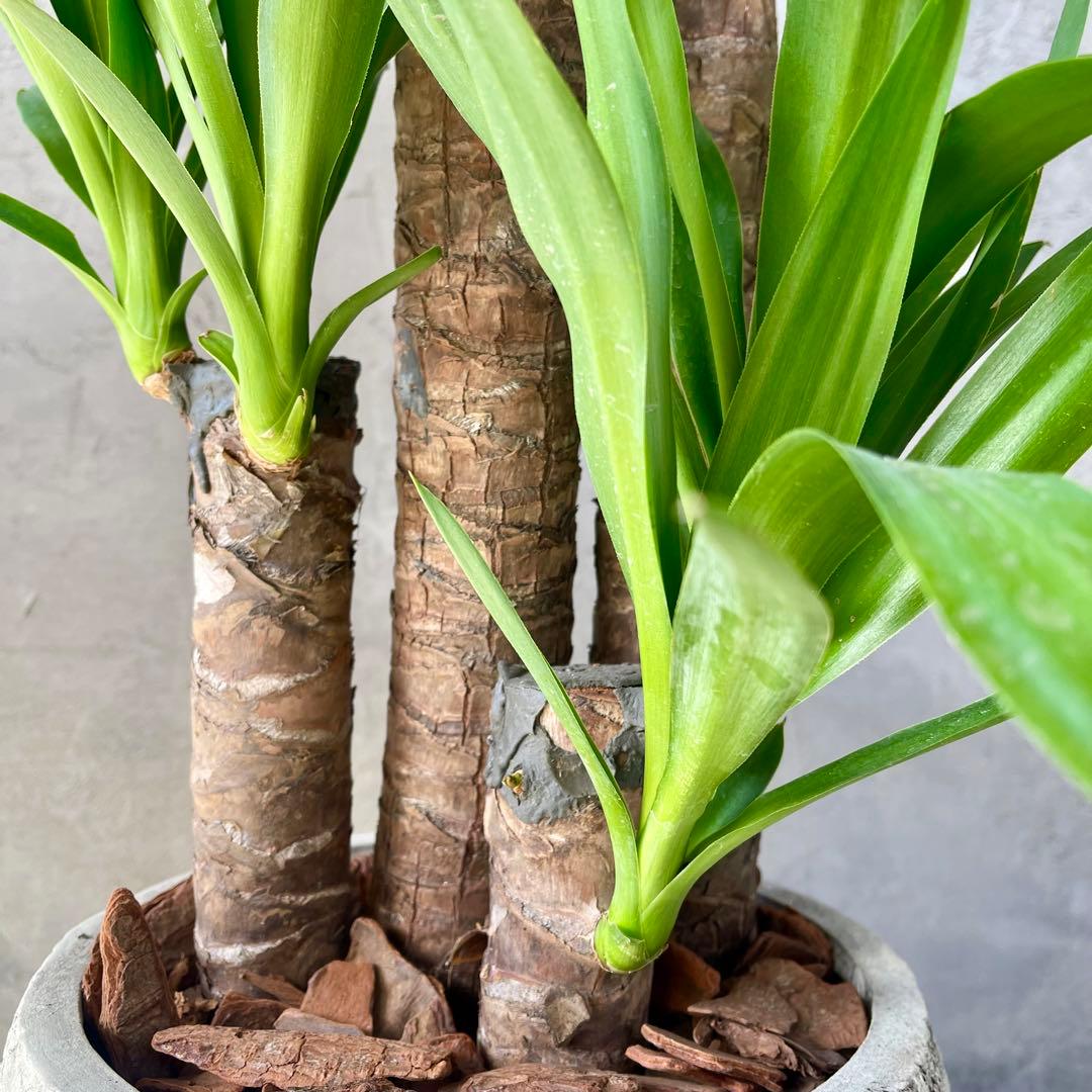 大型　ユッカ　エレファンティペス　青年の木　8号アンティーク陶器鉢　植え込み発送