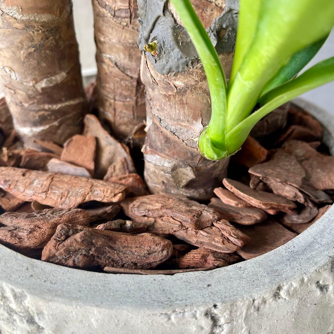 大型　ユッカ　エレファンティペス　青年の木　8号アンティーク陶器鉢　植え込み発送