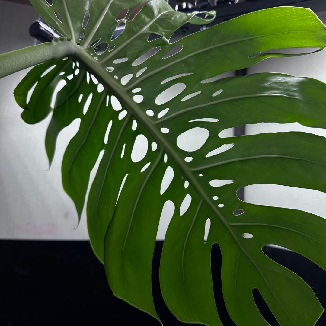 F*S様 モンステラデリシオーサマクロコズム超希少系統鉢植え66㎝