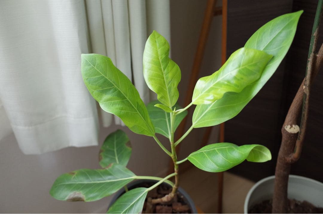 【完全動作品】RICOH GR 初代 コンデジ