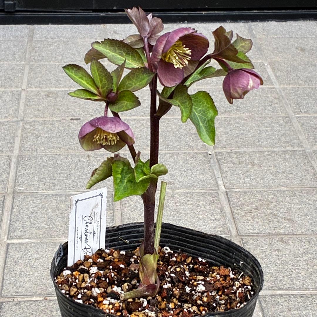 ラ*ク様 3469☘️花、タグ付き☘️⭐️あずき色⭐️小輪⭐️コロコロカップ⭐️