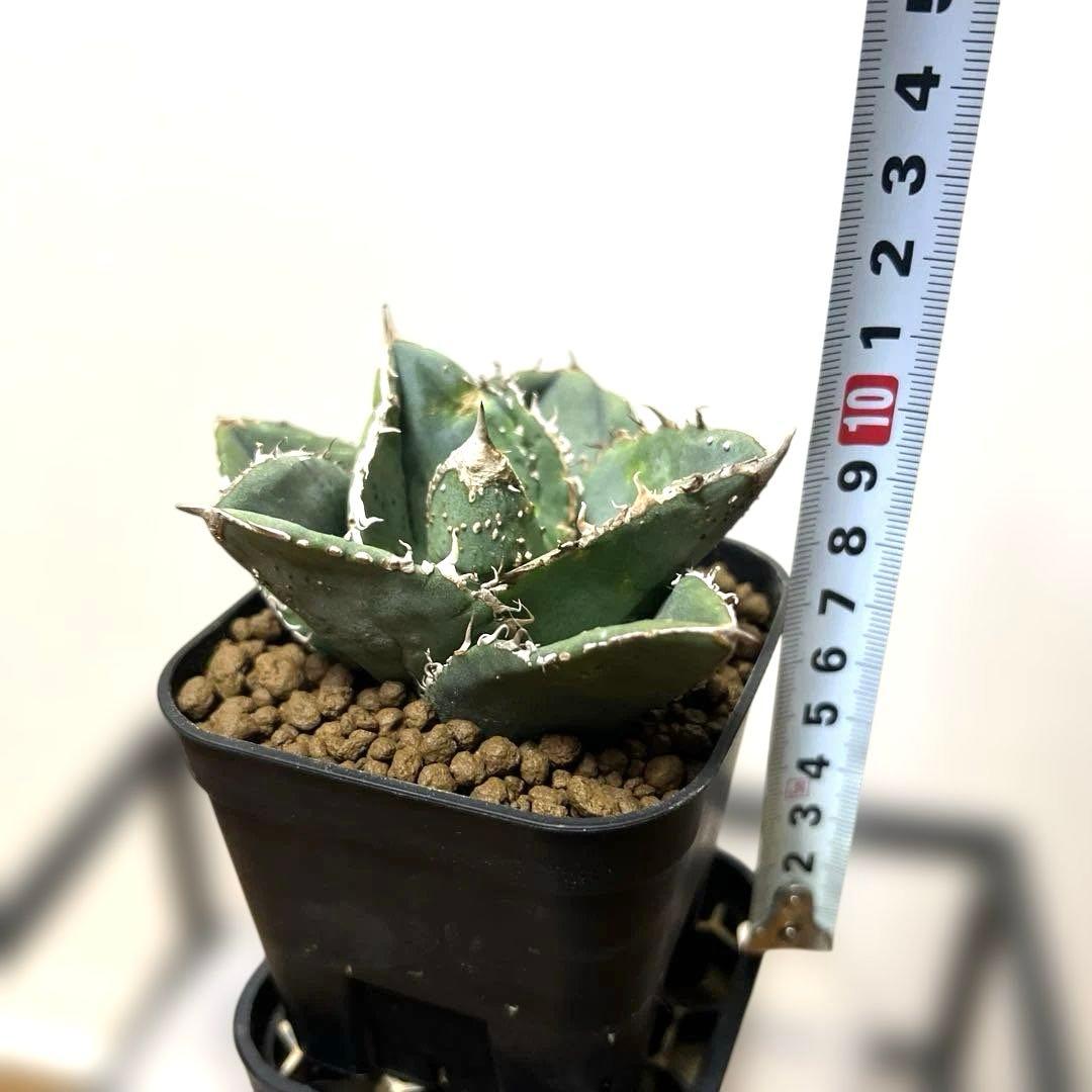 アガベ 鉢植発送 冰雹ブツブツ系 極上血統 超特選 スペシャル個体