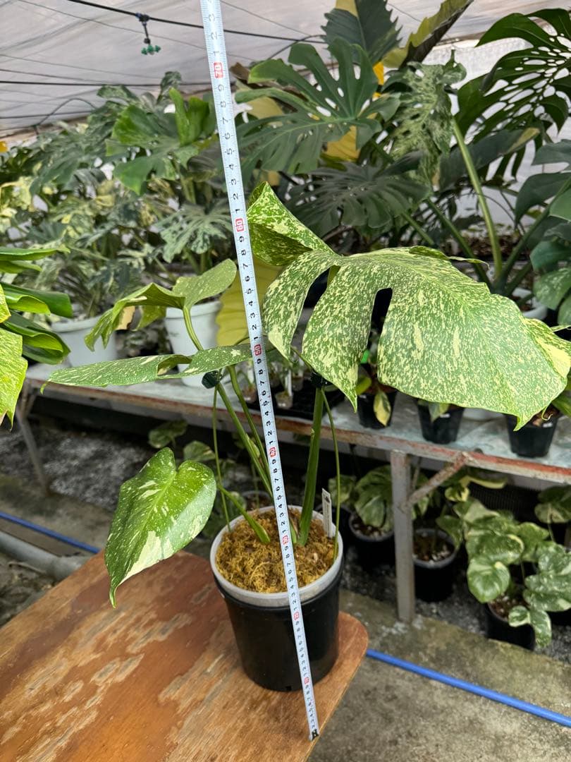 c*i様 5モンステラ　タイコンステレーション　スターライト