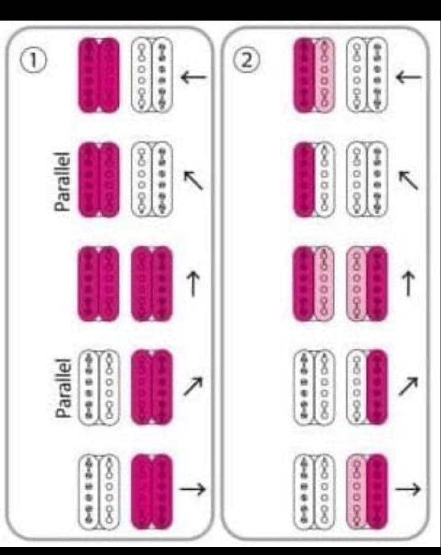 Kiesel DelosHD Bareknuckle ヘッドレス