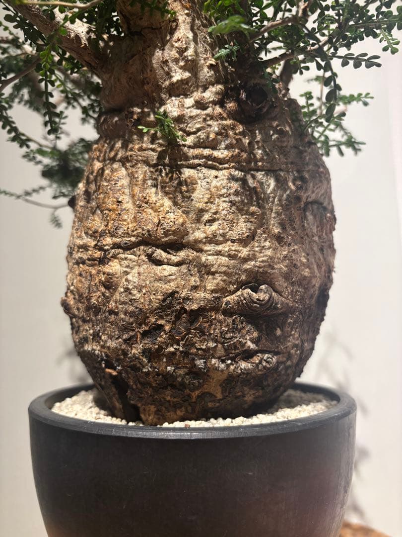 ソウルフル　オペルクリカリア　パキプス　塊根