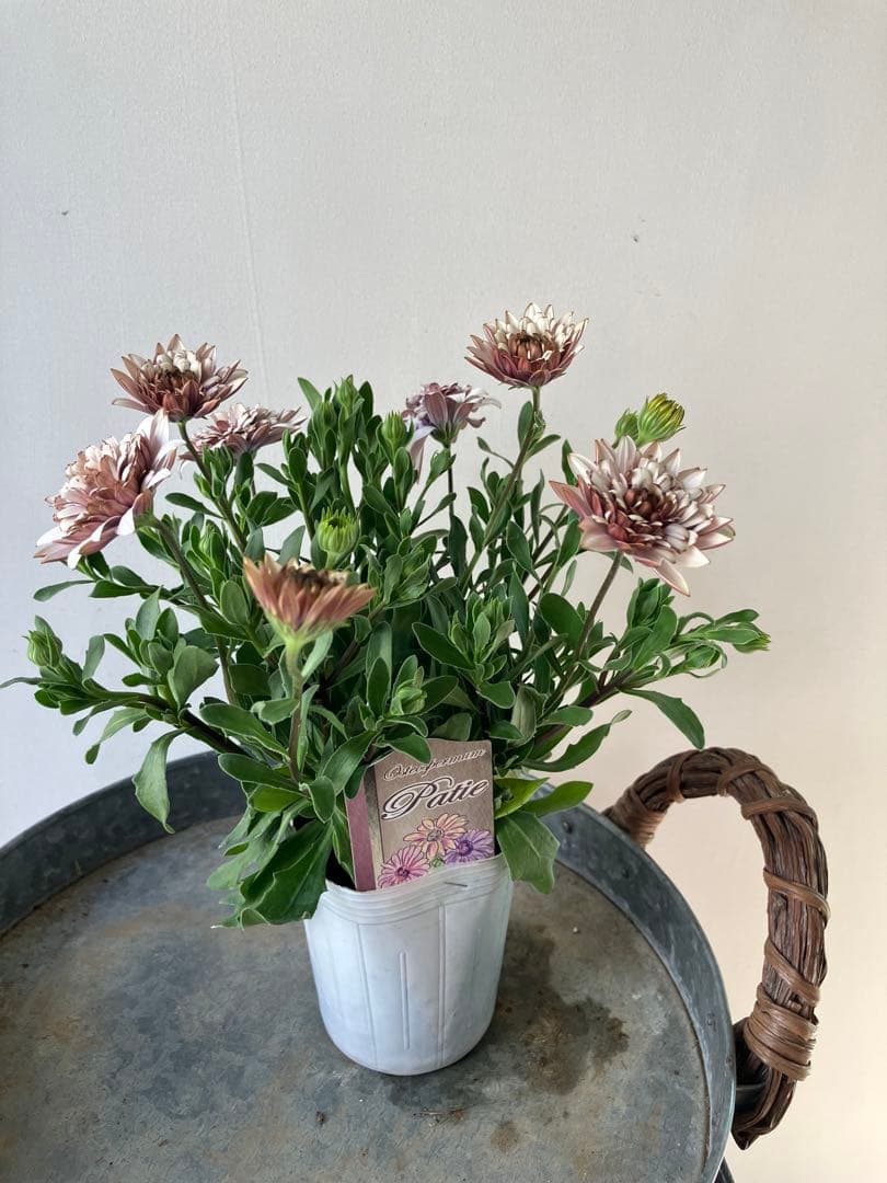 【専用】ローダンセマム　マーズ① 、その他