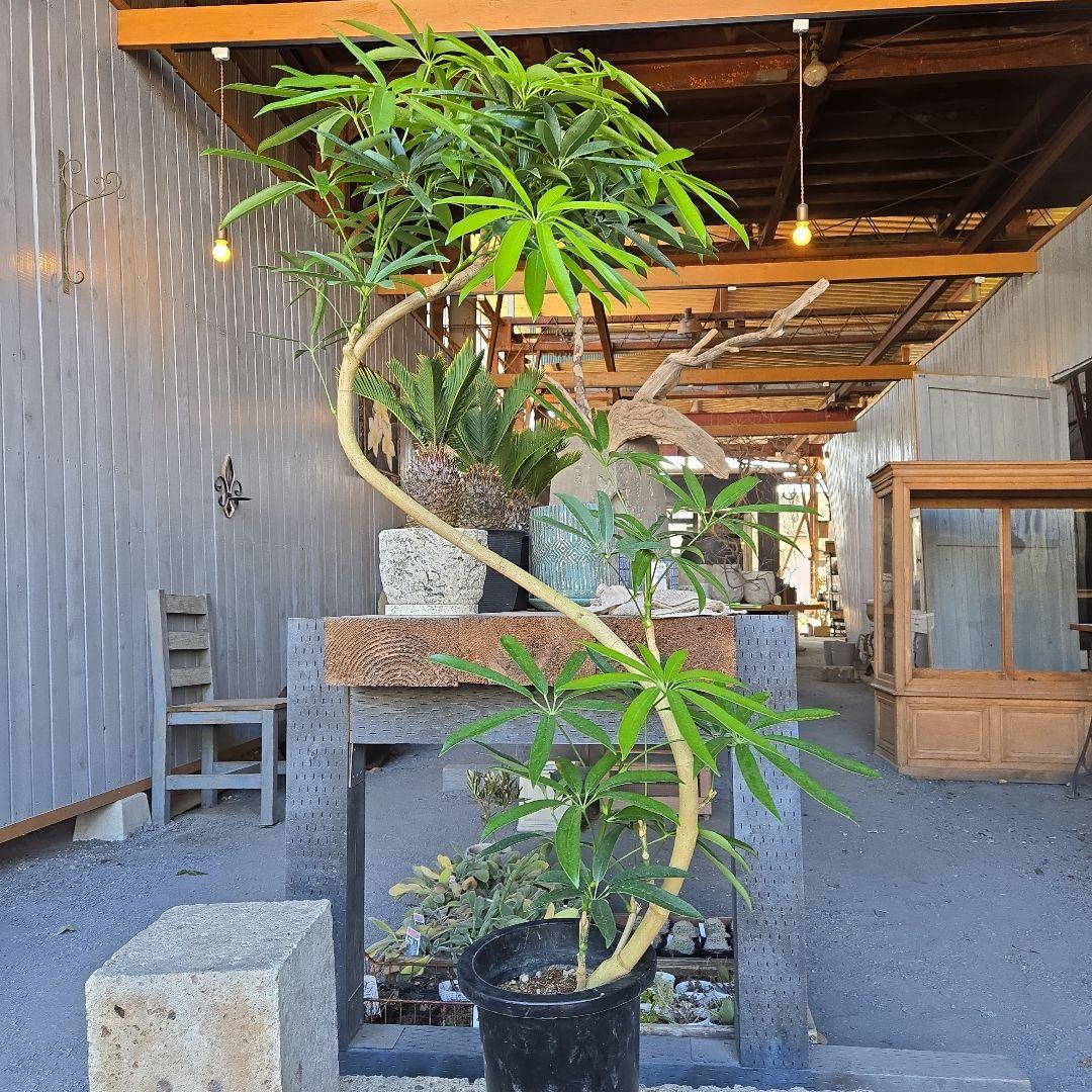 ⑥　シェフレラ　アンガスフォリア　曲がり仕立て　8号　特大苗木最高等級極上品‼️