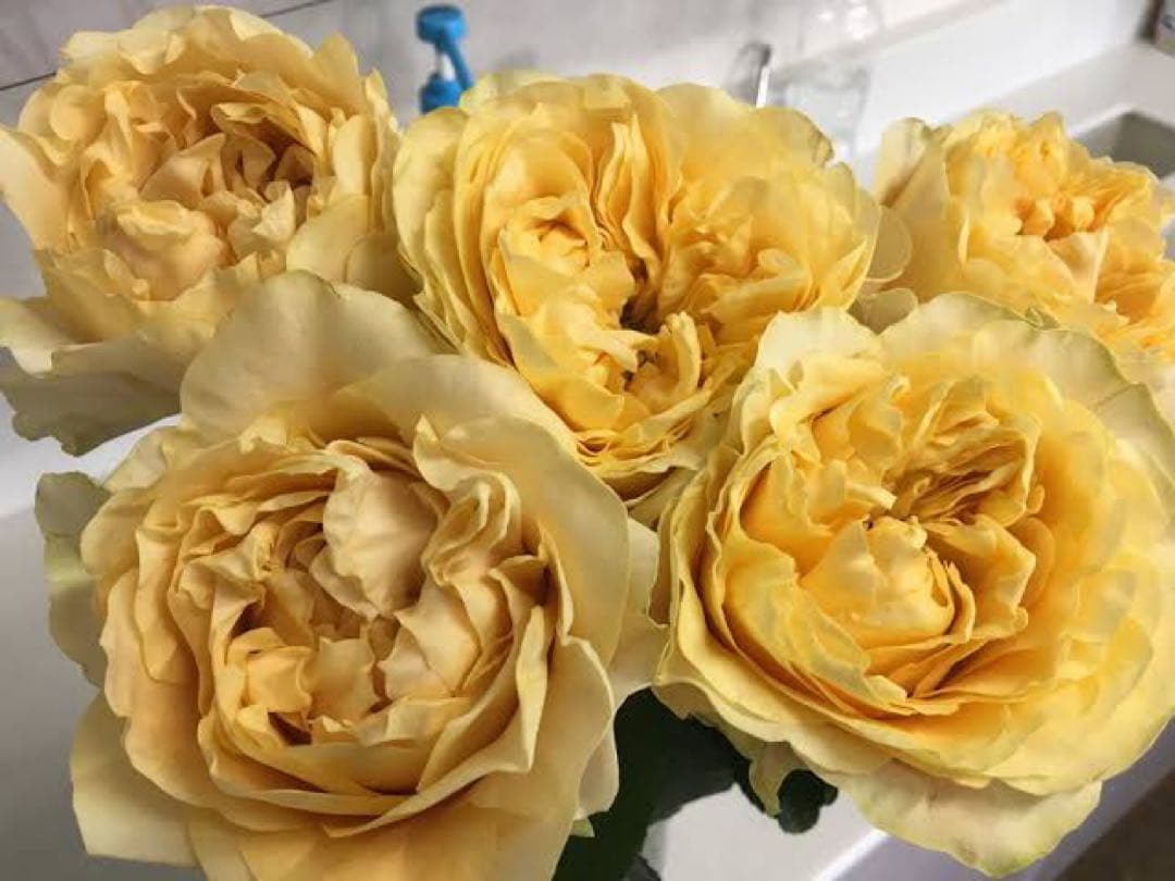 切り花品種バラ苗　レアバラ 　オール４ロマ♡ バラ