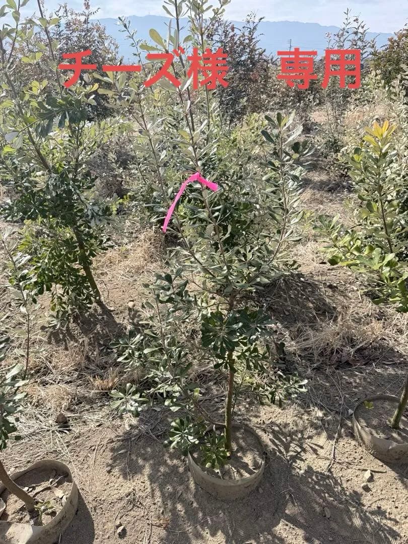 チーズ　コーストバンクシア②