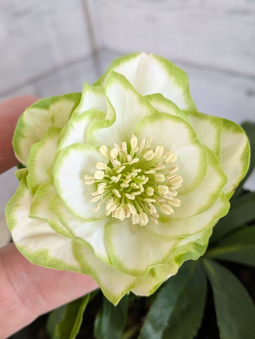 【現品・ポットまま発送】超希少　曽田園芸クリスマスローズ 利休④