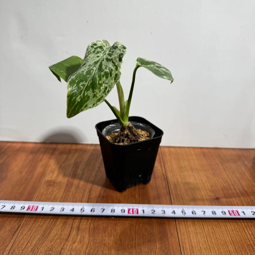 Macy’jおまとめモンステラ　デリシオーサ　レガシー& バルバソー