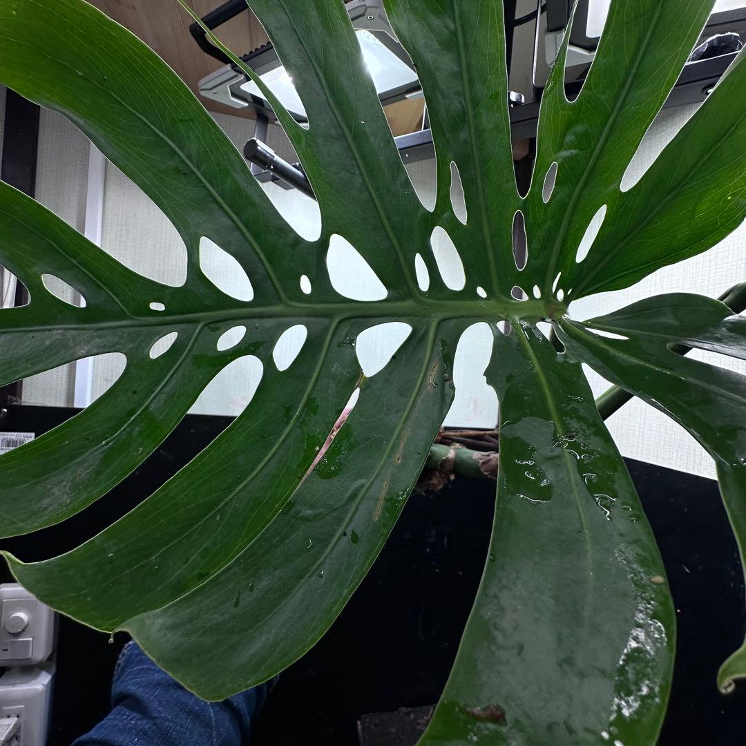 a*r様 モンステラデリシオーサマクロコズム超希少系統鉢植え69㎝