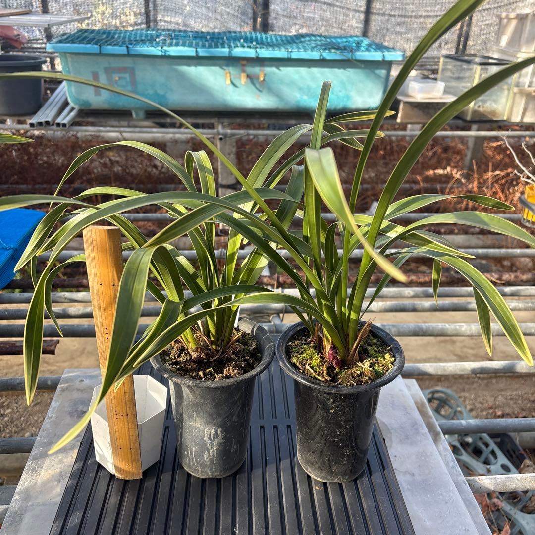 キンリョウヘン原種　2鉢セット　花芽計6付き