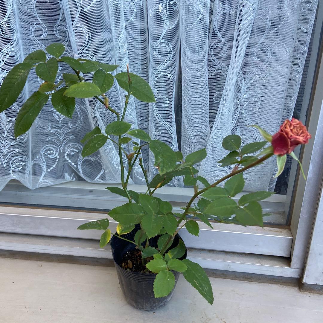 バラ　上海　苗③　パープルタイガー②