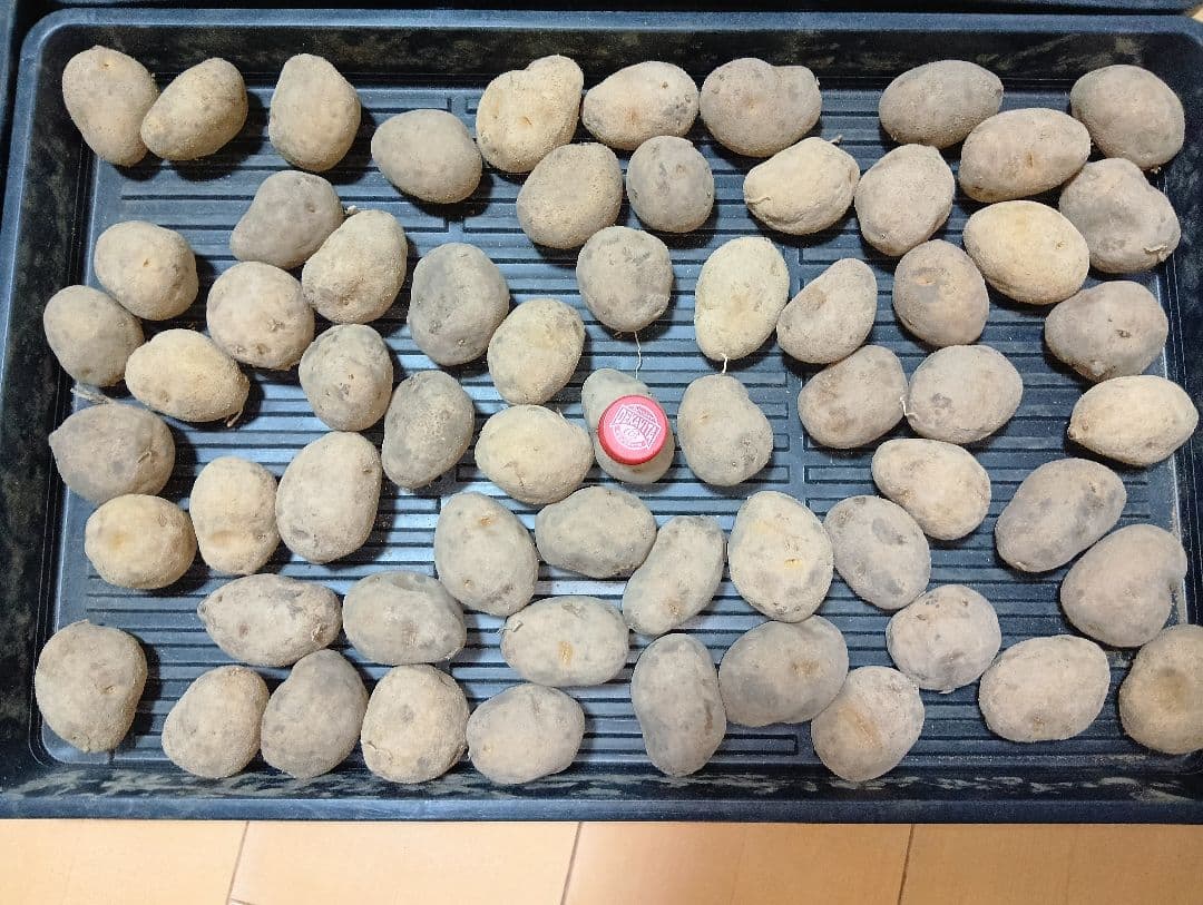 10kg m134 インカのめざめ 種芋