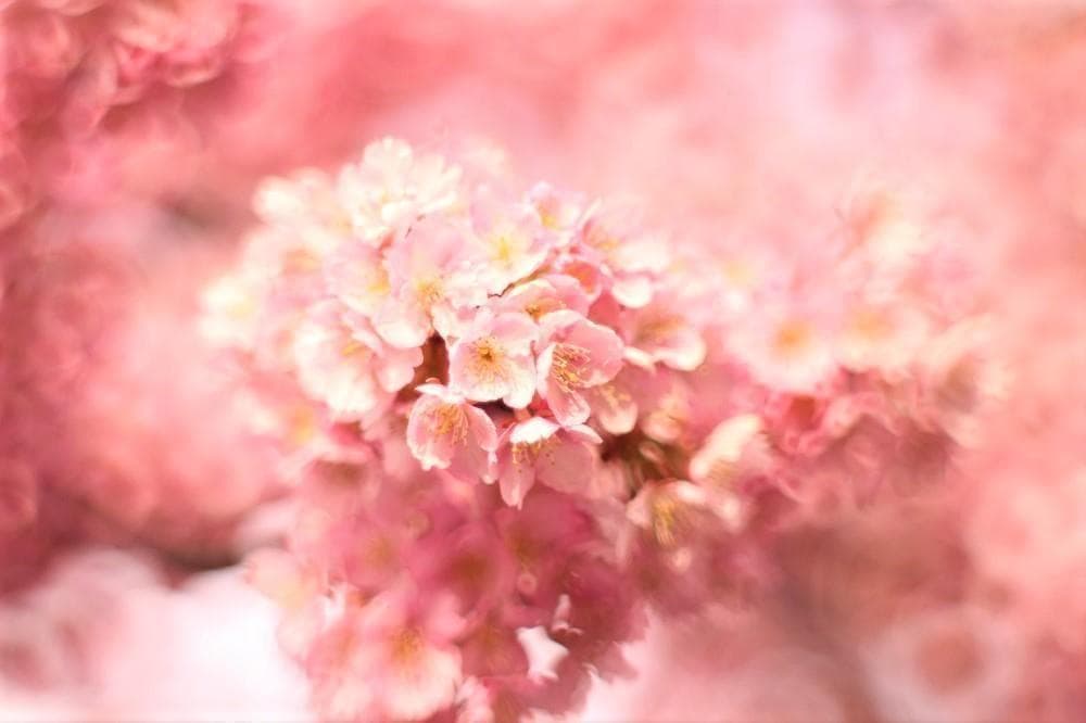 Super Takumar 55mm F1.8 宝石レンズ リングボケ