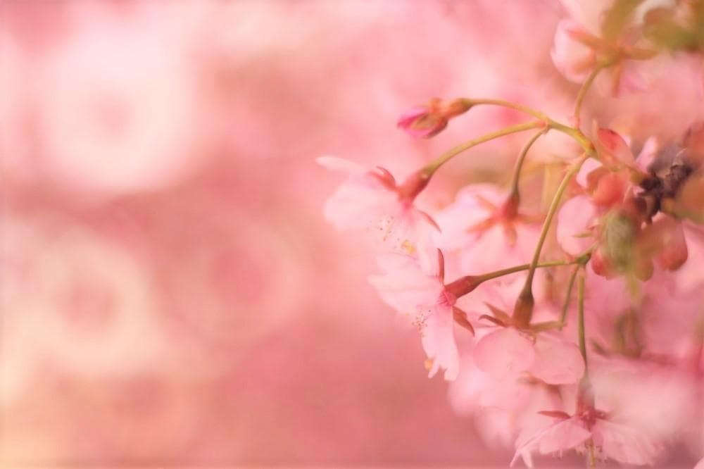 Super Takumar 55mm F1.8 宝石レンズ リングボケ