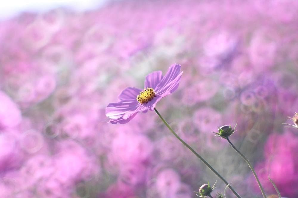 Super Takumar 55mm F1.8 宝石レンズ リングボケ