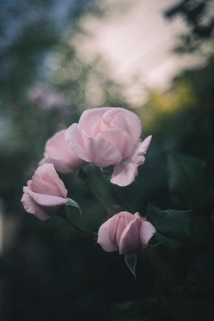 ライカの標準！Leica Elmar 50mm F2.8 オールドレンズ