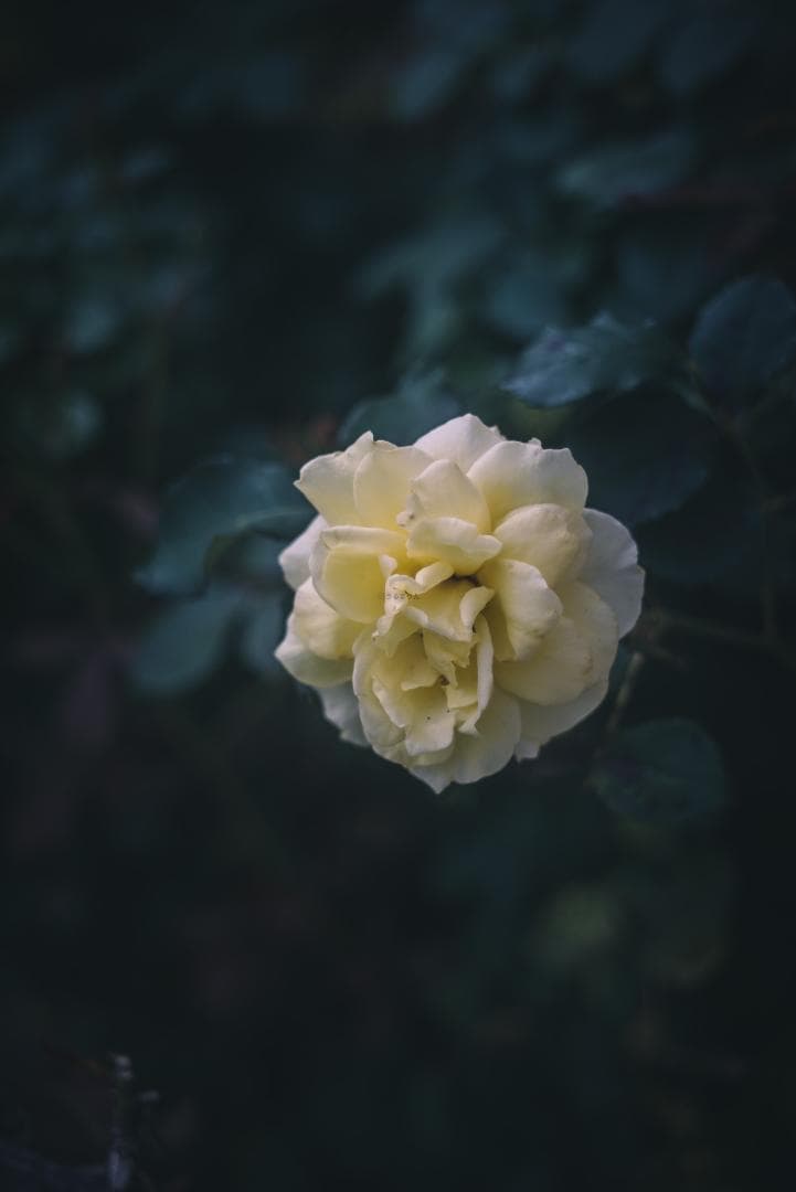 ライカの標準！Leica Elmar 50mm F2.8 オールドレンズ