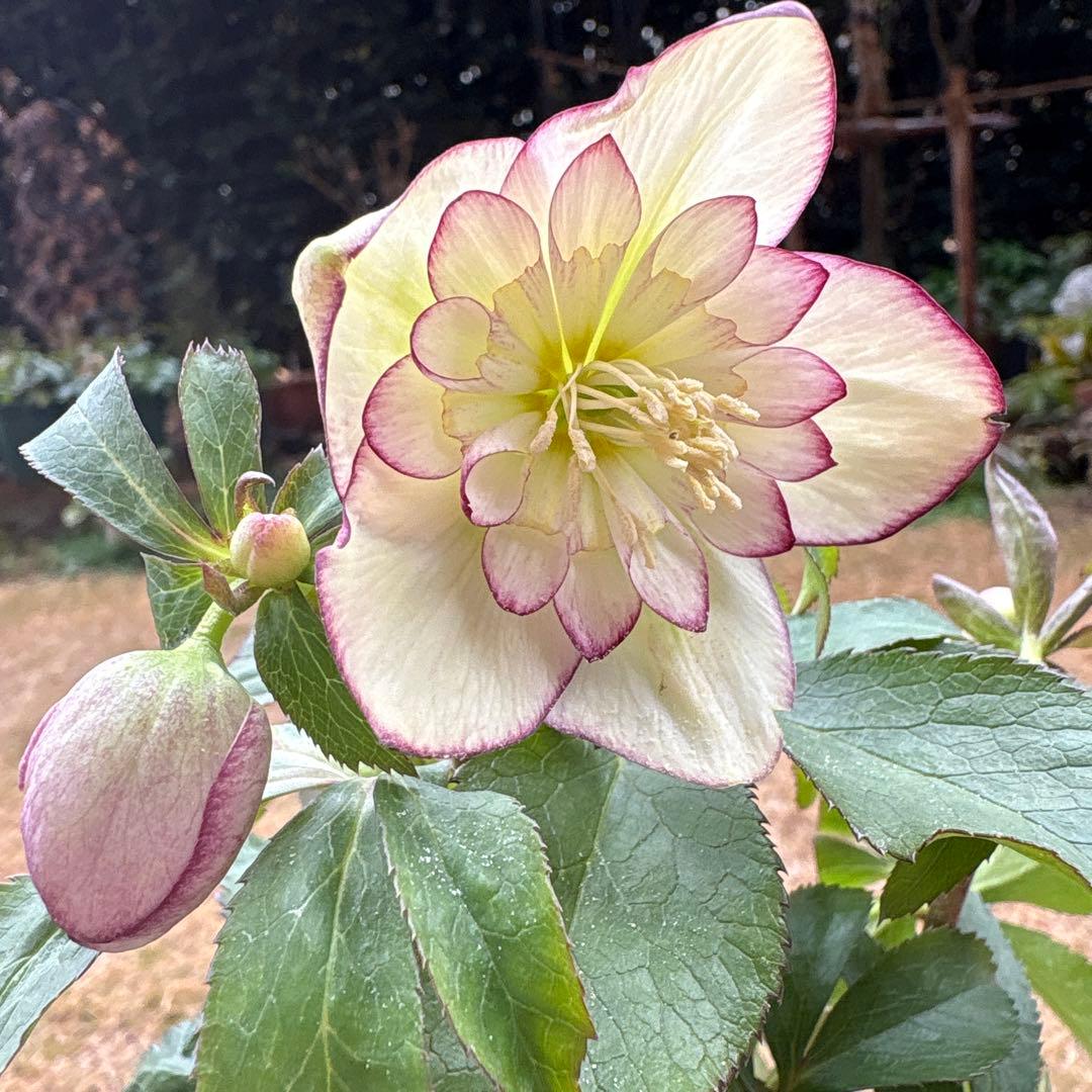 n*a様 クリスマスローズ 開花株☆