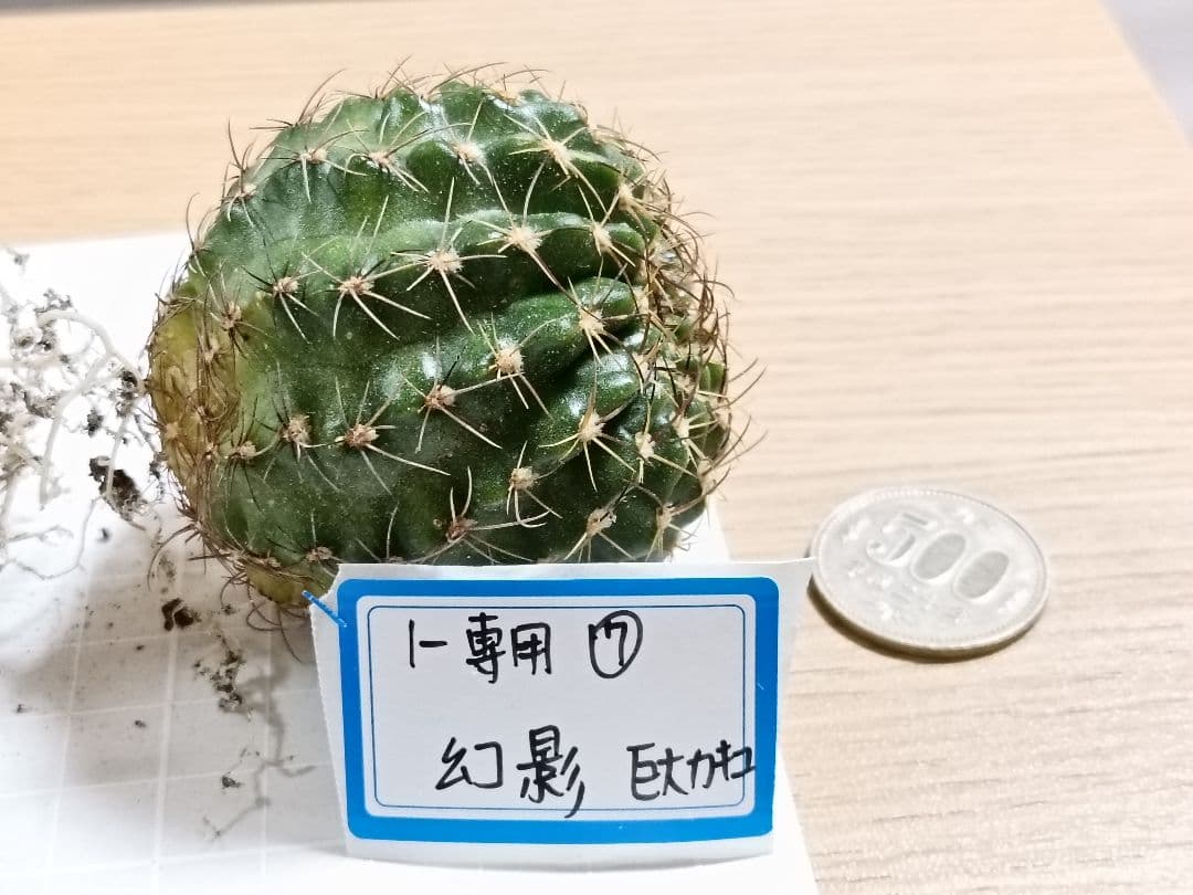 1-Genちゃん商品　花サボテン