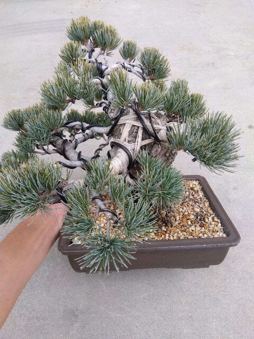 五葉松　盆栽　極太❗良樹形❗8号陶器鉢つき　ゆ